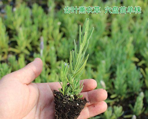 狭叶薰衣草种植方法（轻松掌握，打造美丽花园）