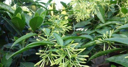 夜来香开花时间及特点（探究夜来香开花的奥秘和生长环境）