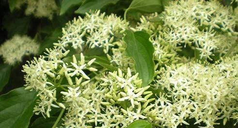 夜来香开花时间及特点（探究夜来香开花的奥秘和生长环境）
