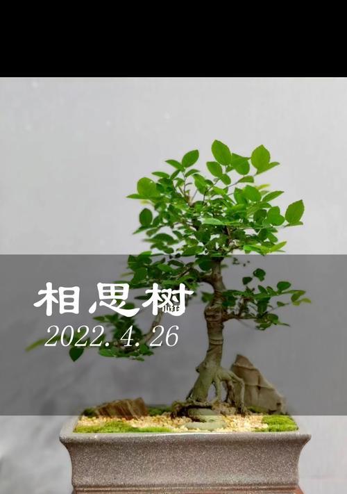 相思树盆景的养殖技巧（打造美丽盆景，从相思树开始）