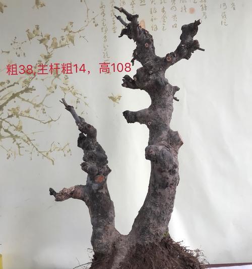 相思树盆景的养殖技巧（打造美丽盆景，从相思树开始）