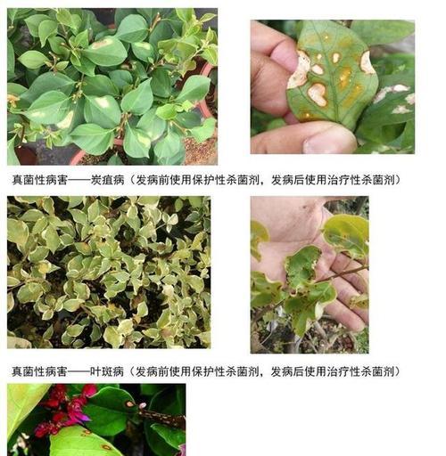 三角梅炭疽病——症状及防治（认识三角梅炭疽病，保护你的三角梅）