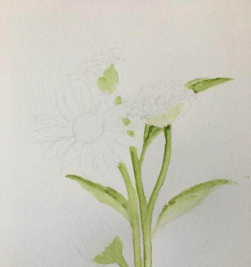 如何养护龙葵花？（分享龙葵花养护方法，助你打造美丽庭院）
