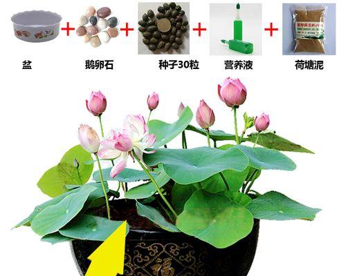 如何种植盆栽莲花（方法、注意事项与技巧）