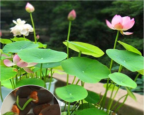 如何种植盆栽莲花（方法、注意事项与技巧）