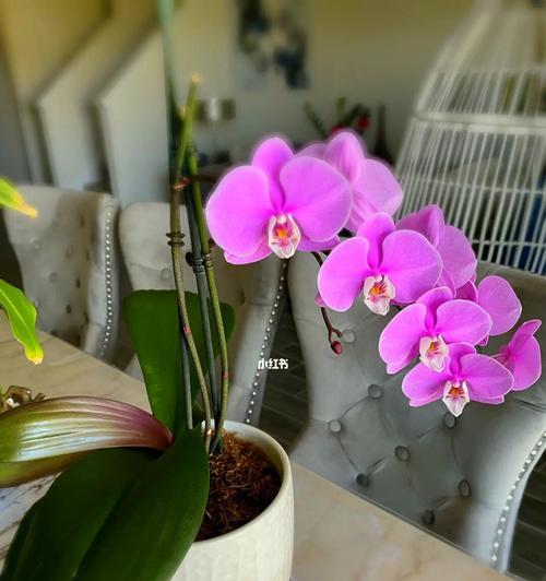 蝴蝶兰花落了怎么办？——处理方法详解（蝴蝶兰花落了怎么处理？处理方法一览，让你轻松应对）