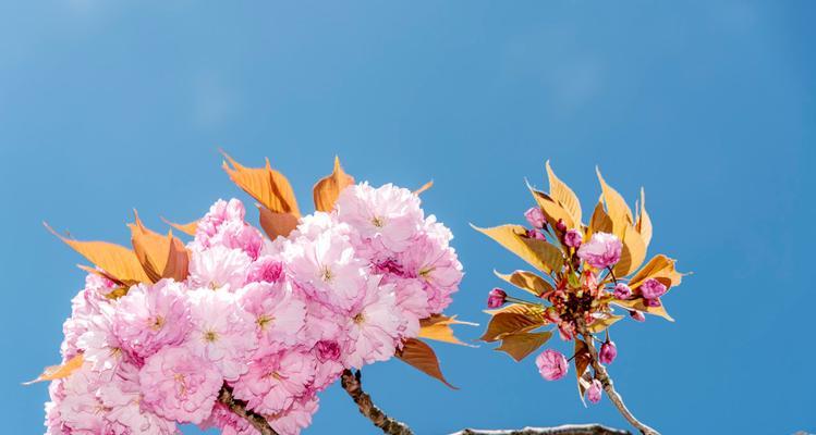 春天花开，芬芳四溢（探秘春季花海，一起品味鲜花与生活）