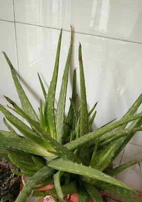 秋季芦荟换盆必备知识（做到这一点，让你的芦荟越长越美！）