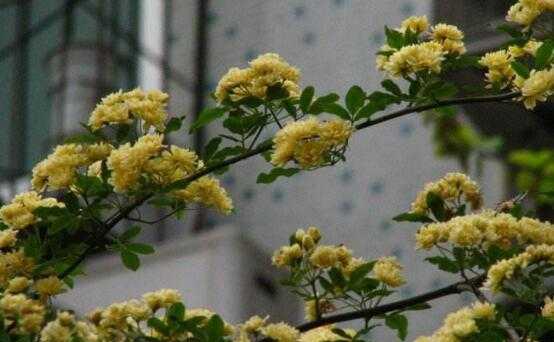 如何种植蔷薇花？（简单易行的蔷薇花种植方法）