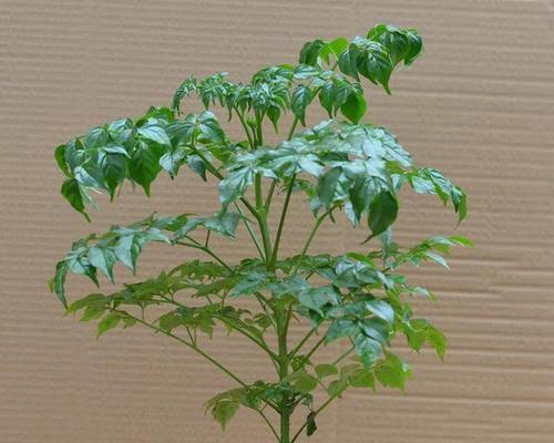 如何正确养殖幸福树（让你的幸福树茁壮成长，享受幸福生活）
