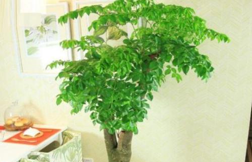 如何正确养殖幸福树（让你的幸福树茁壮成长，享受幸福生活）