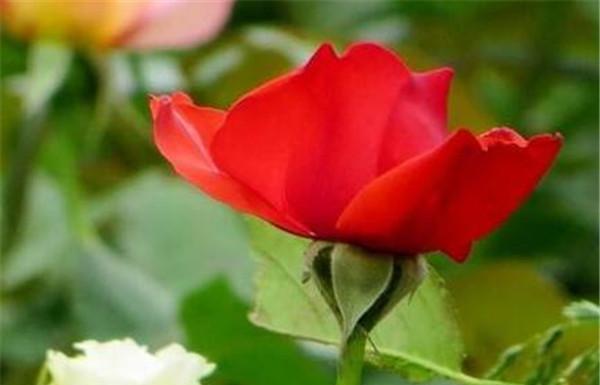 花漾爱情（以花为主题的表达爱情）