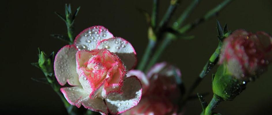 康乃馨种植养护与管理（打造美丽花园的秘密，轻松养护康乃馨）