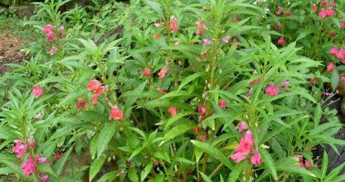 凤仙花的花期（探究凤仙花开花时期的规律）