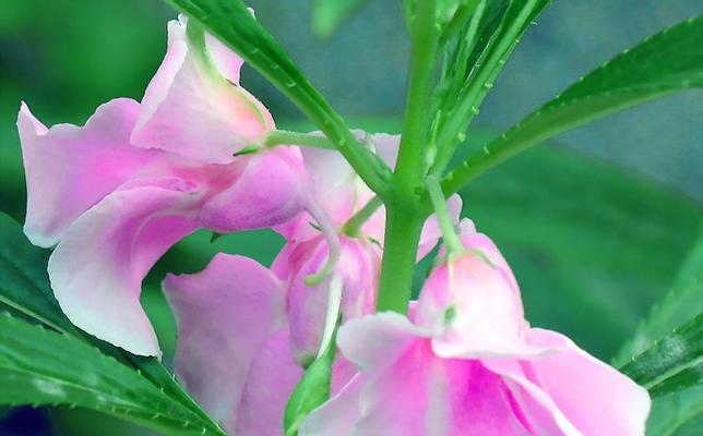 凤仙花的花期（探究凤仙花开花时期的规律）