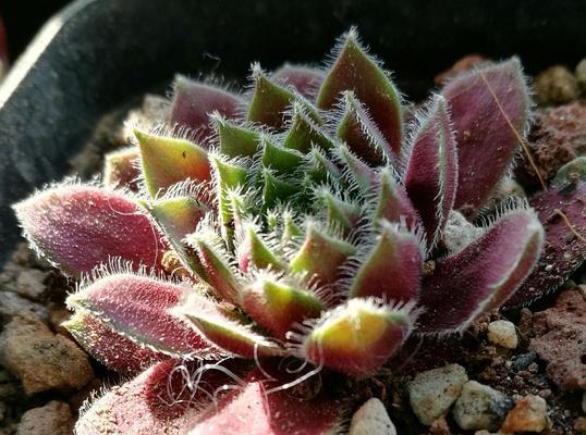 紫牡丹——好养的优美之选（种植技巧、繁殖方法、观赏效果一网打尽）