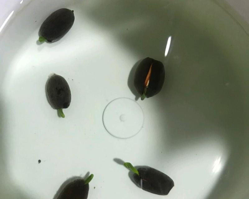 如何让睡莲种子发芽？（充足光照是关键）