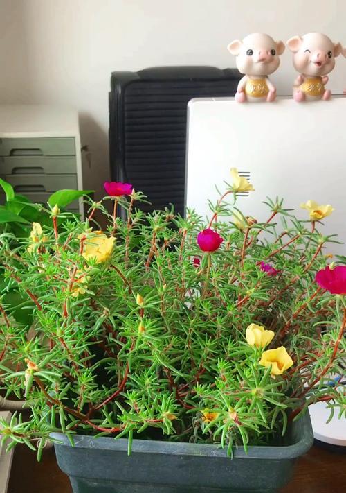 太阳花花籽的种植方法（从选种到收成，一步步详解太阳花花籽的种植过程）