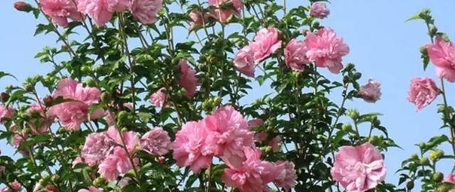木槿花的寓意（美丽的花朵，背后的深刻含义）