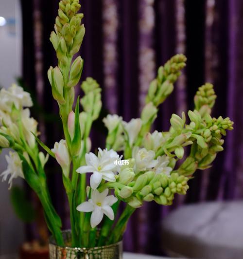 晚香玉花期持续时间及开花规律（探究晚香玉的开花时间、生长周期及养护方法）