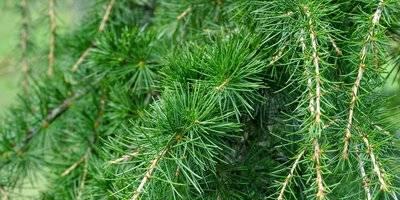 柳杉叶马尾杉——一种特殊的针叶树（了解这种植物的特点与种植技巧，让你更好地欣赏它的美）