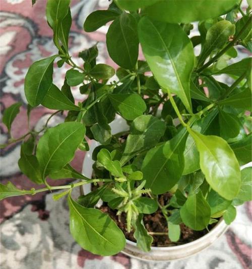 如何正确分株蓝雪花（蓝雪花分株技巧、注意事项与养护方法）