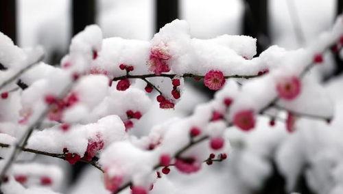 冬日花语（探寻寒冬中的花海，解读冬天花的含义）