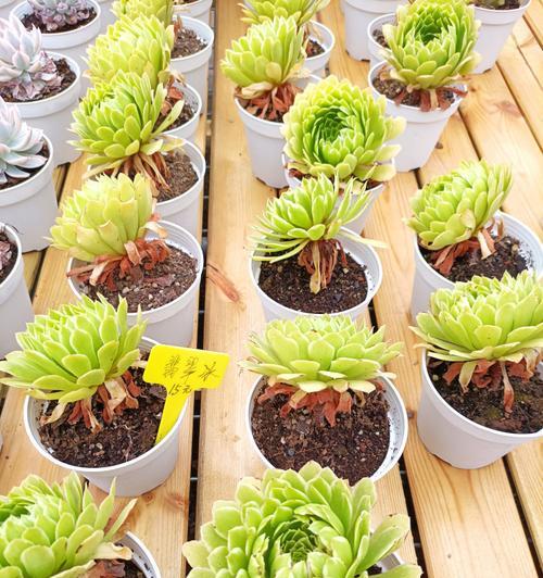 小型多肉植物品种介绍（探究多肉植物的多样性与美感）