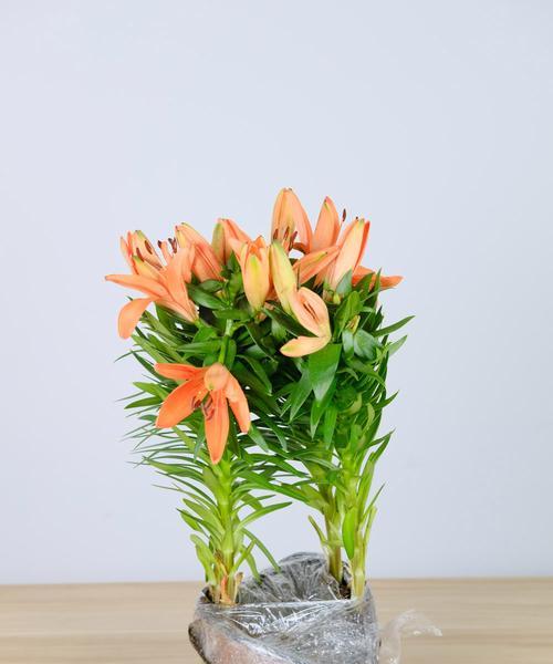 养护百合花的技巧（购买百合花后的正确养护方法）