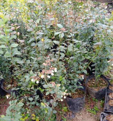 蓝莓种植技术全解析（从选址到管理，教你打造高产优质的蓝莓园）