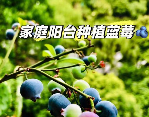 蓝莓种植技术全解析（从选址到管理，教你打造高产优质的蓝莓园）