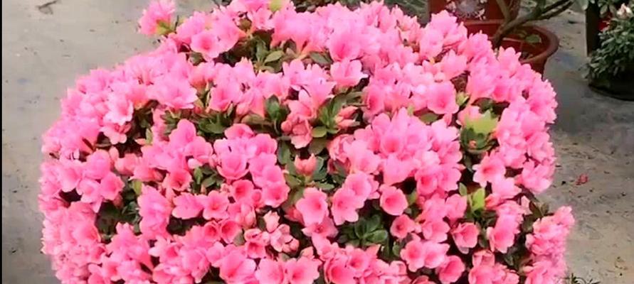 杜鹃花修枝整形技巧（打造美丽花园的秘诀）