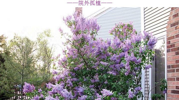 丁香花开放时间及（揭秘丁香花开花规律及花期）