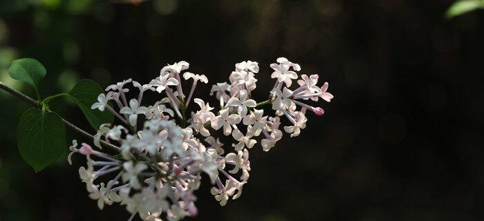 丁香花开放时间及（揭秘丁香花开花规律及花期）