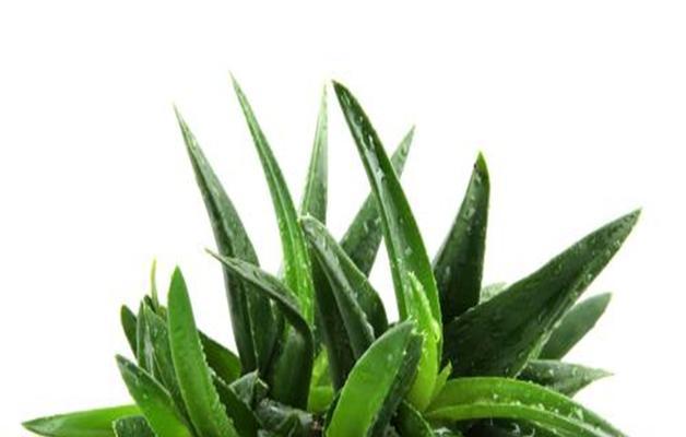芦荟栽培全攻略（打造又肥又大的芦荟花园，提高养殖效益）
