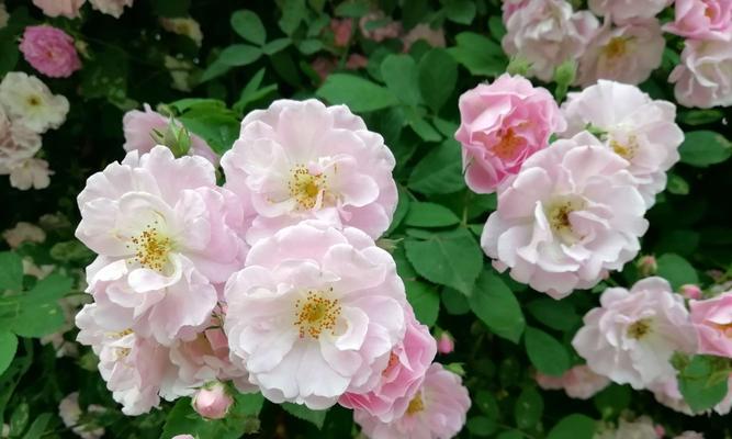 蔷薇花开的季节是什么？（探寻蔷薇花的开放时间及花期表现）
