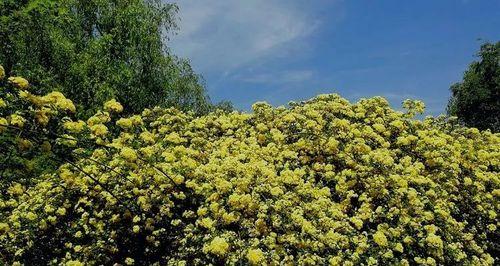 如何种植木香花（种植技巧、土壤要求、养护方法）