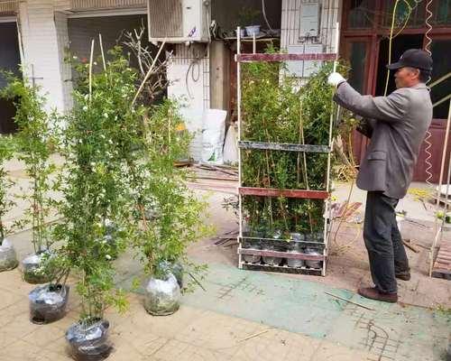 如何种植木香花（种植技巧、土壤要求、养护方法）