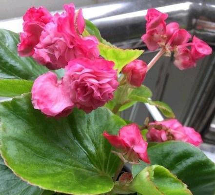 四季海棠的花期长短与特点（探寻四季海棠的花开时间及栽培技巧）