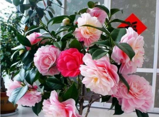 茶花开花季节及其特点（探讨茶花开花的季节、生长环境、花朵特征）