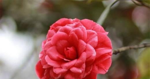 茶花开花季节及其特点（探讨茶花开花的季节、生长环境、花朵特征）