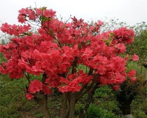 杜鹃花的栽培全攻略（从选种到开花，轻松打造美丽花园）