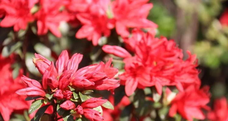 杜鹃花的栽培全攻略（从选种到开花，轻松打造美丽花园）