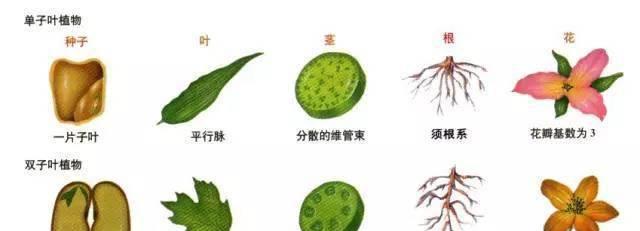 探究单子叶植物的生态和特征（单子叶植物的多样性及其适应环境的机制）