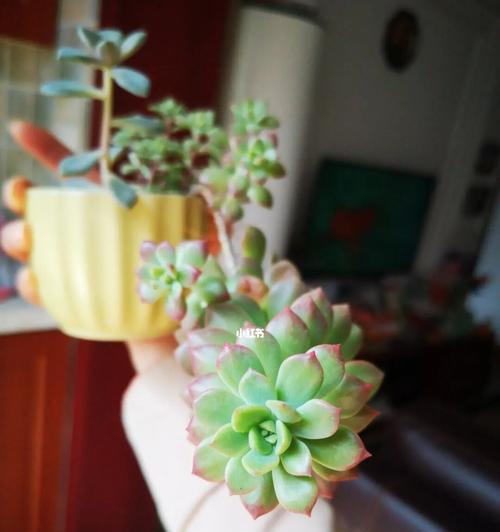 多肉植物晒太阳还是不晒太阳？——寻找最佳护理方法（多肉植物的生长需要阳光，但也需注意晒伤。）