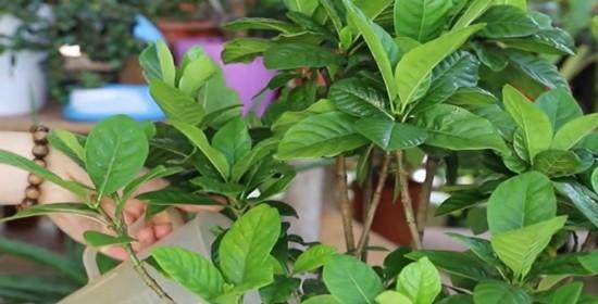 栀子花四季管理全攻略（打造绚丽花园，关键在于细节管理）