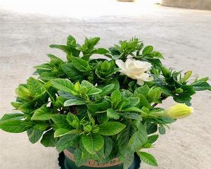 栀子花四季管理全攻略（打造绚丽花园，关键在于细节管理）