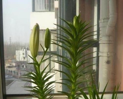 如何种植百合花种球(用最简单的方法打造美丽花园)