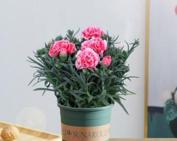 带花苞的康乃馨养护全攻略（打造美丽花园，关键在于细心呵护）