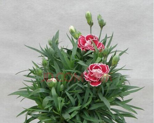 带花苞的康乃馨养护全攻略（打造美丽花园，关键在于细心呵护）
